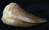 Large Mosasaur (Prognathodon) Tooth #20937-2